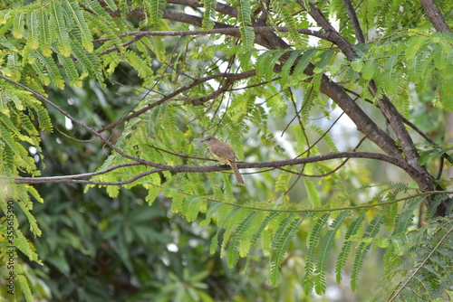 Birds are animals that breed eggs.