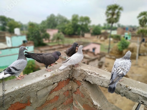 Pigeon Images, Stock Photos. This photo is taken in india by vishal singh photo