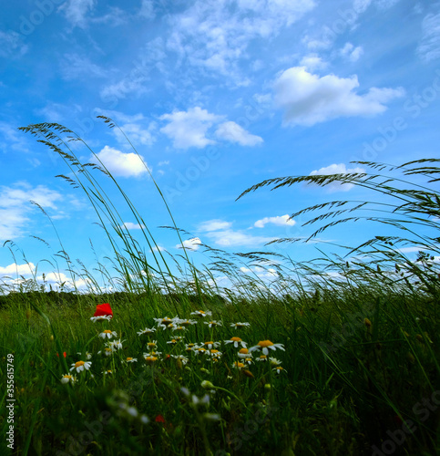 a sunny day on the meadow