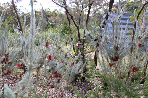 One-sided Bottlebrush (Calothamnus quadrifidus) showing red flowers arranged in the inflorescence, South Australia photo