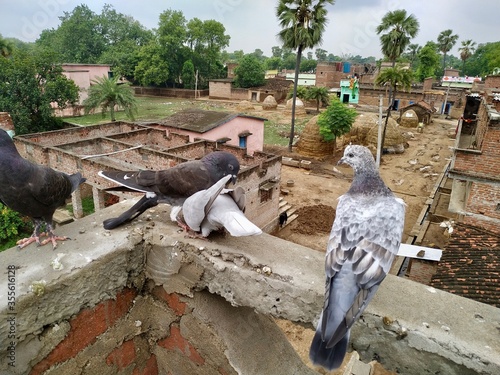 Photography Pigeon Images, Stock Photos