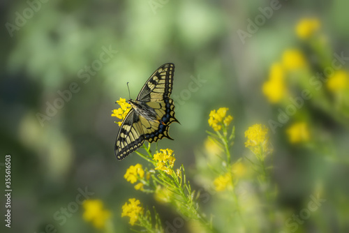 Old world Swallowtail butterfly (papilio machaon)