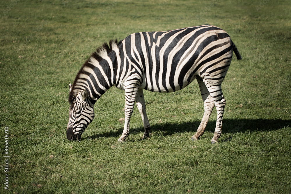 Adult Zebra in a wildlife park eating grass Adult Zebra in a wildlife park eating grass
