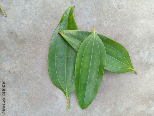 Wall Mural Bay Leaf (Tejpata) Images, Stock Photos