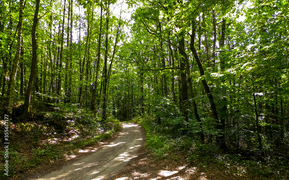 Fototapeta premium Road in green forest. Summer forest landscape.