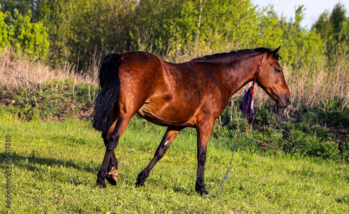 young bay mare walks on  green meadow on  sunny day. A brown slender horse grazes on fresh spring grass in clear weather.