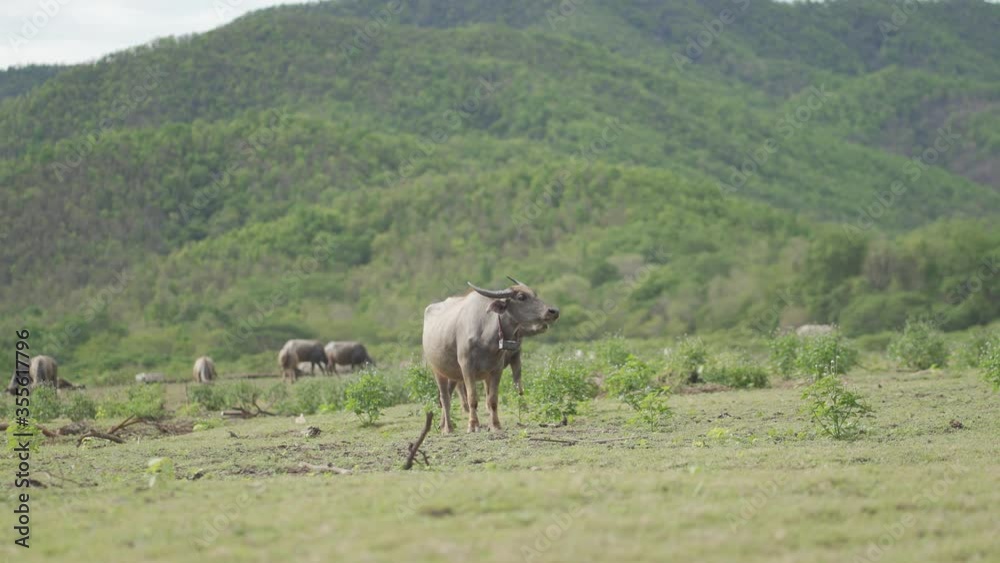 buffalo eat grass in the meadow buffalo eat grass in the meadow