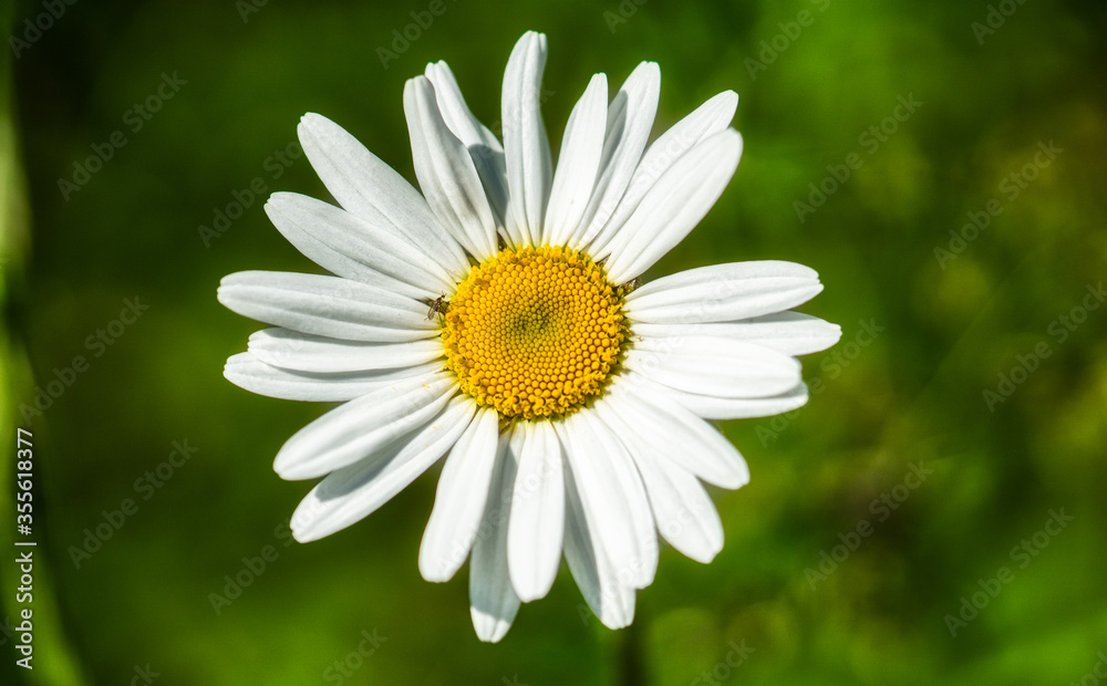 Fototapeta premium Margeritenblüte