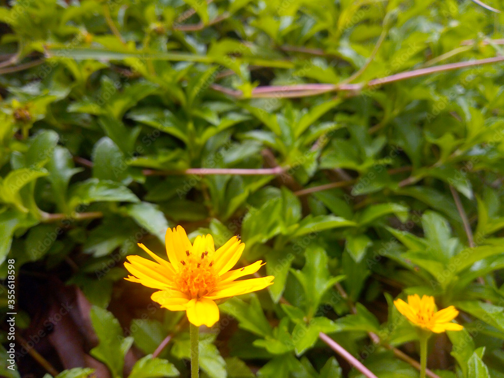 Small yellow flower in bloom Natural background.