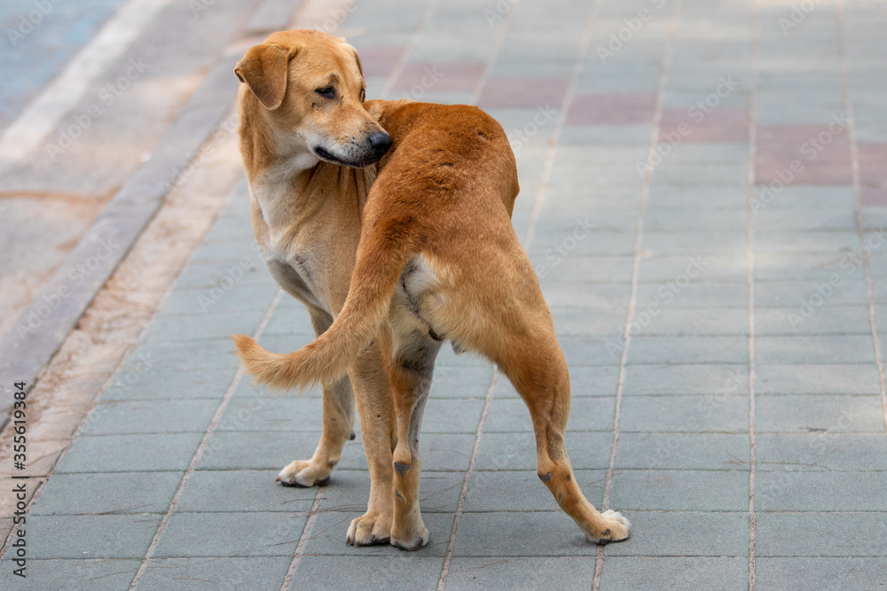 golden retriever puppy and background is blurred. golden retriever puppy and background is blurred.