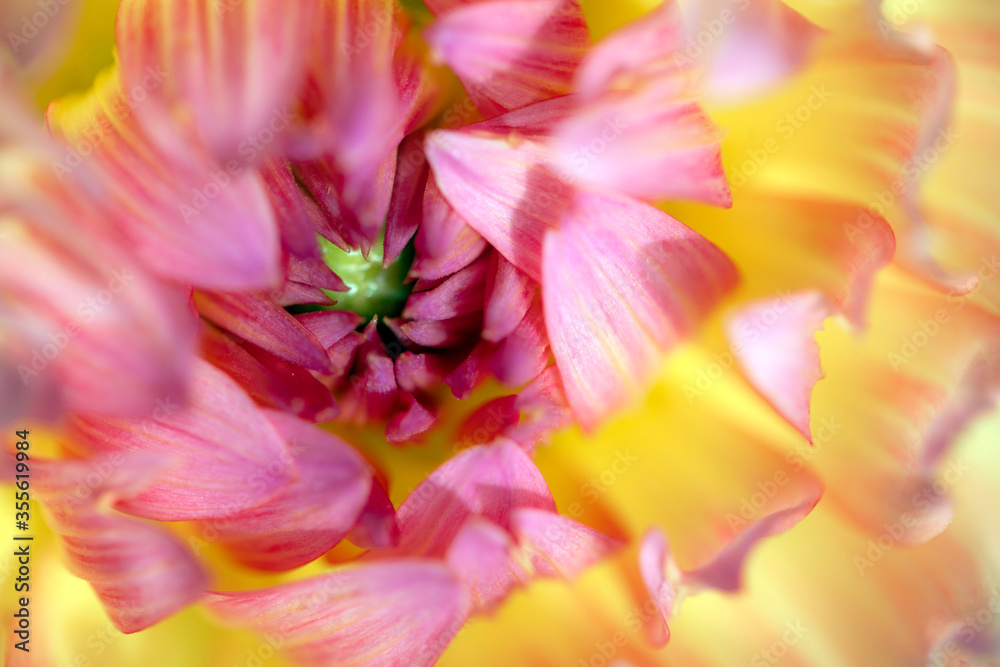 Macro shot of a beautiful yellow and pink Japanese  chrysanthemum flower with a green centre, focussed on the centre and petals. 