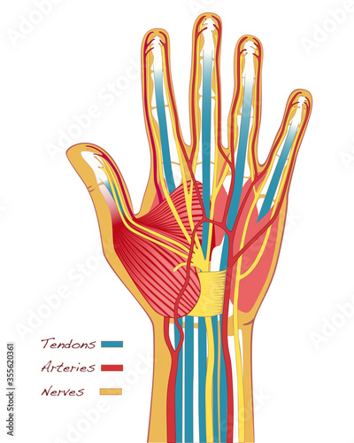 Detailed illustration of the human hand's anatomy