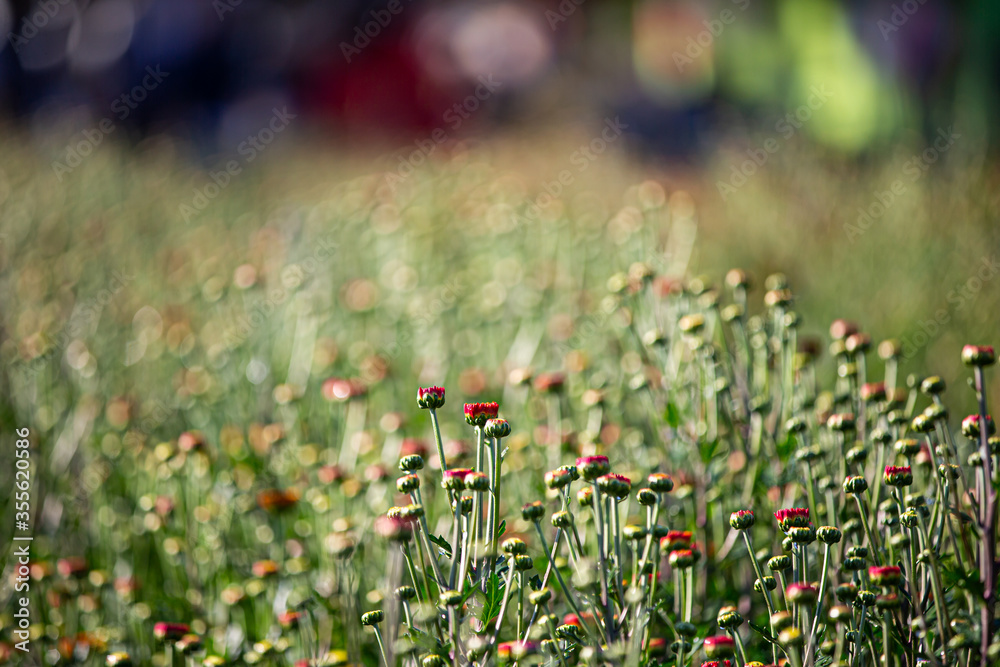 Fototapeta premium Soft and select focus beautiful flowers in the garden with day light.