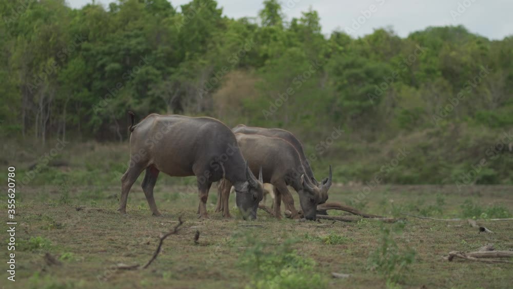 buffalo eat grass in the meadow buffalo eat grass in the meadow
