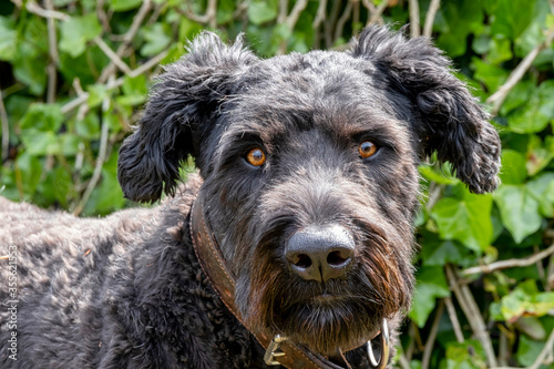 Portrait of Bouvier Des Flandres, orange eyes, on a natural green background © Dasya - Dasya