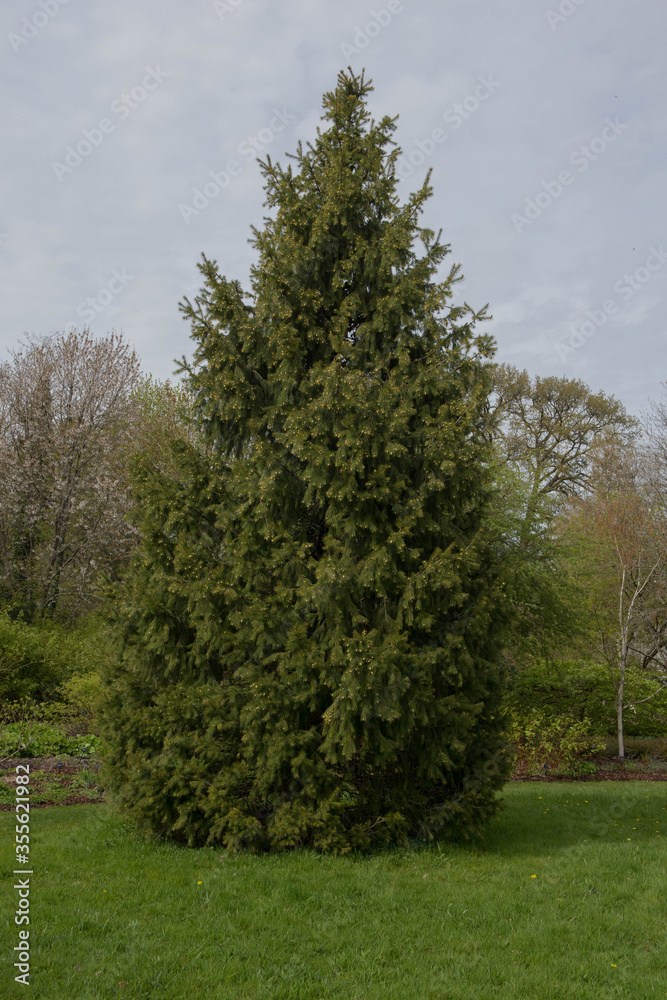 Fototapeta premium Green Foliage of an Evergreen Coniferous Morinda Spruce or West Himalayan Spruce Tree (Picea smithiana) Growing in a Garden in Rural Devon, England, UK