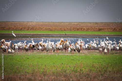 flock of pelicans