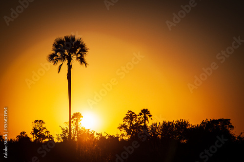 silhouette of a tree