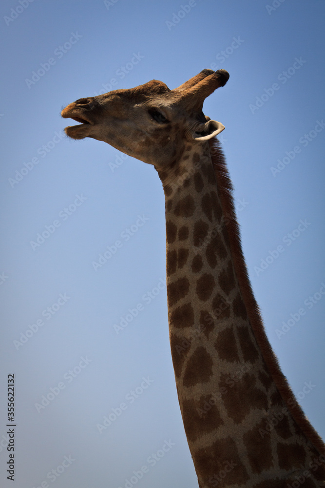 Obraz premium giraffe in the sky