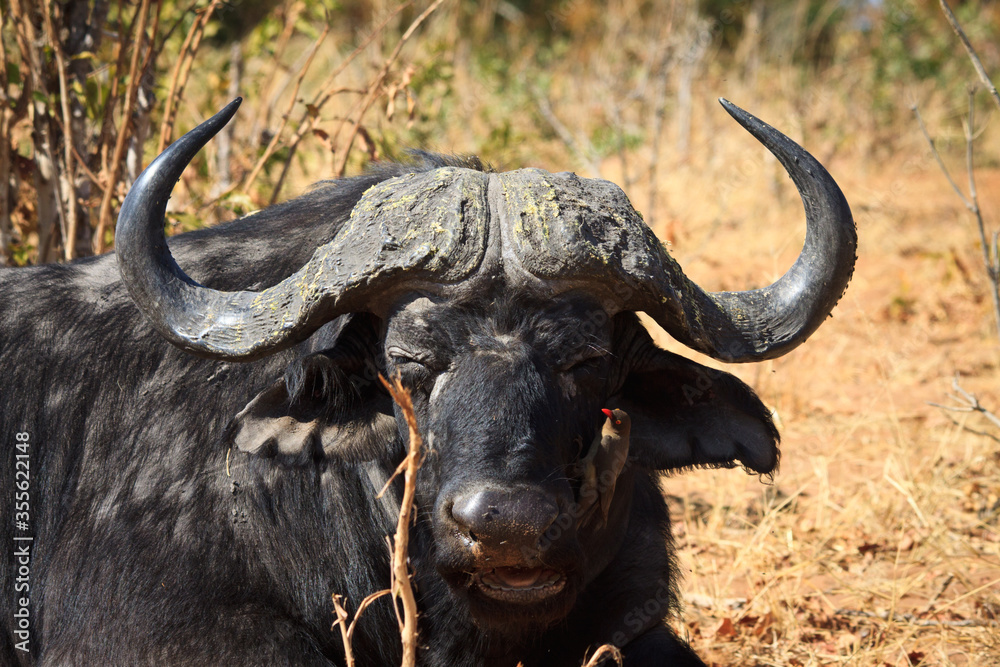 Naklejka premium cape buffalo in the wild