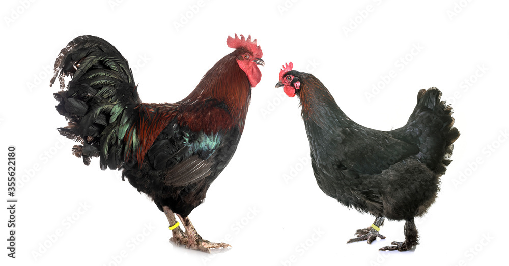 Fototapeta premium marans chicken in studio