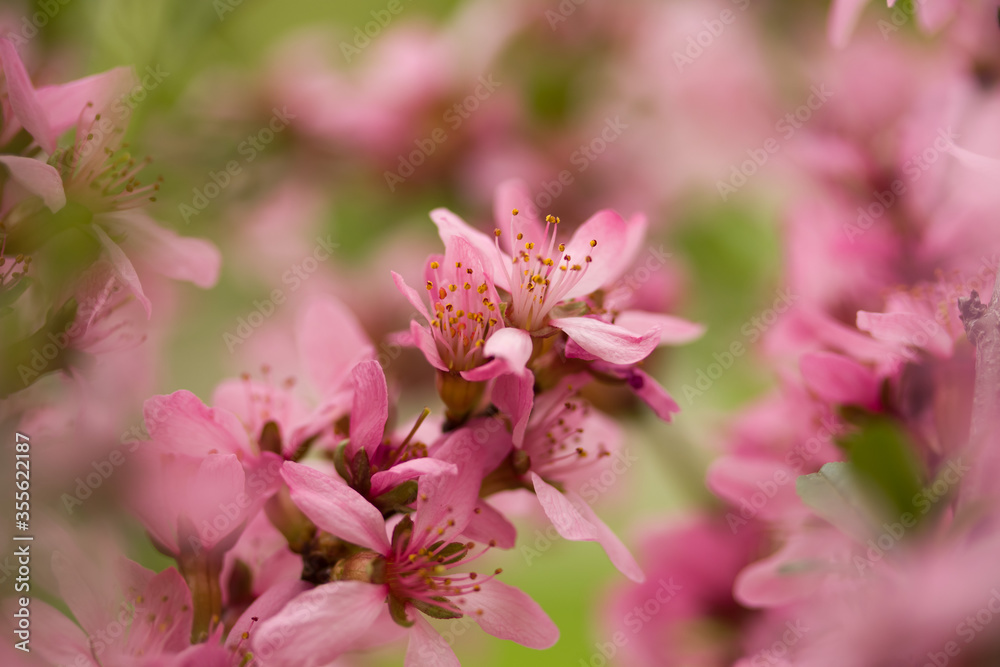 A branch of a shrub blooming with pink flowers on a bokeh background. Partial focus Moscow region