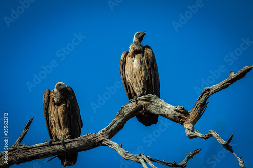 vulture perched on a tree