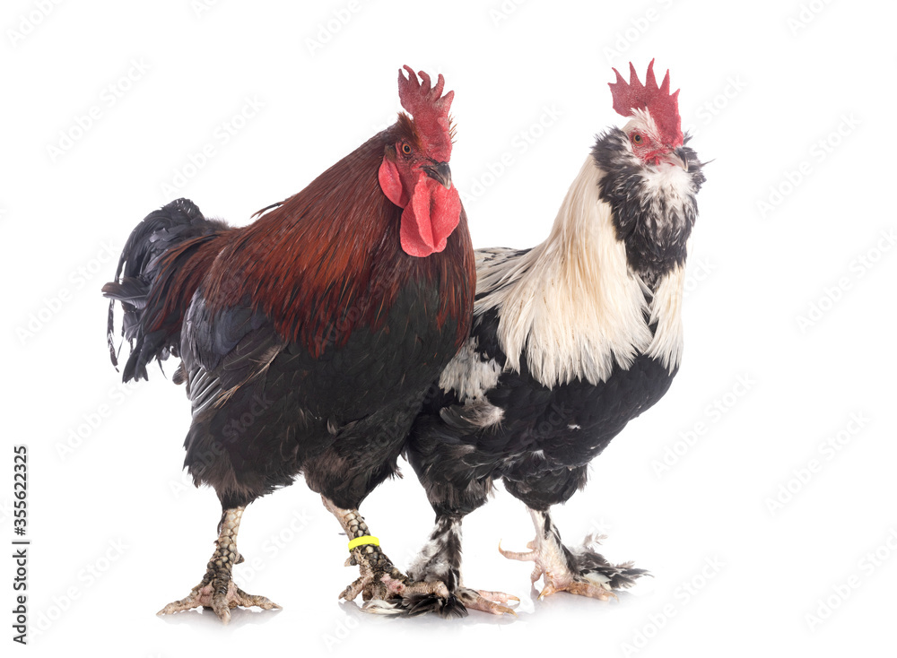 Fototapeta premium Faverolles and marans rooster
