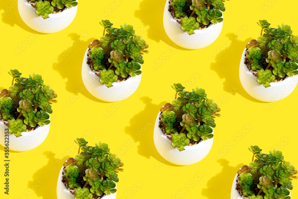 Creative layout with succulents in white pots on yellow background with hard shadow. Trendy summer pattern with succulent flowers. Minimum summer concert. Creative layout with succulents in white pots on yellow background with hard shadow. Trendy summer pattern with succulent flowers. Minimum summer concert.