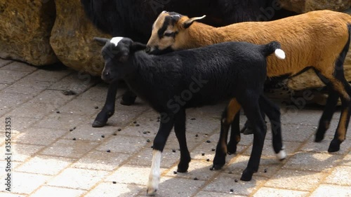 Close up of two young goats walking behind each other. photo