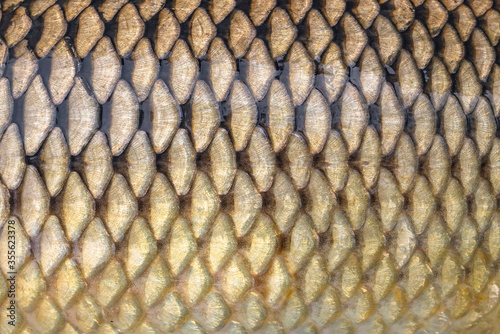 Fish scales texture. Skin of carp. Fishing camouflage pattern