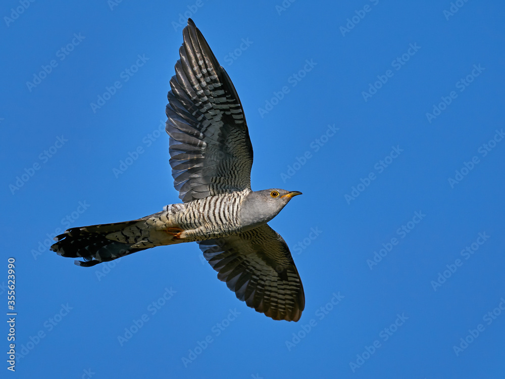Obraz premium Common cuckoo (Cuculus canorus)