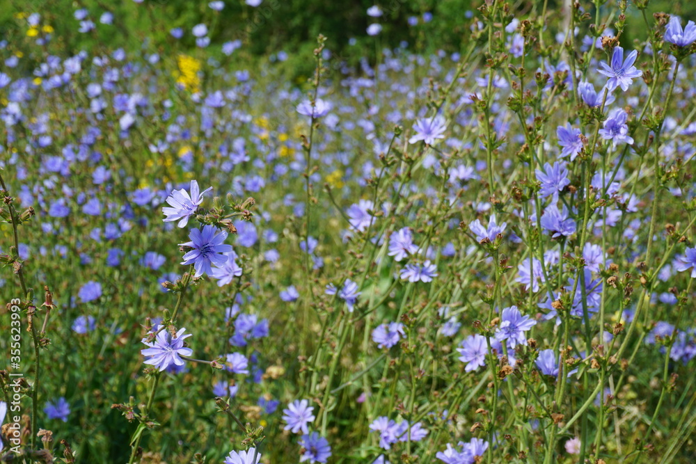Wegwarte (Cichorium intybus) - Common chicory Wegwarte (Cichorium intybus) - Common chicory