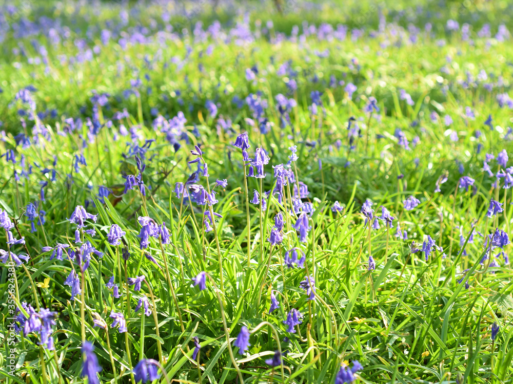 Fototapeta premium Blanket of bluebells in Unity woods Cornwall on an april morning.