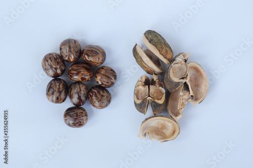 Rubber seed isolated on white background 