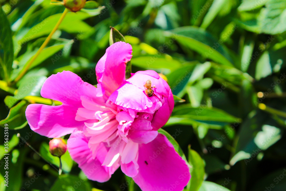 Fototapeta premium pink and white orchid