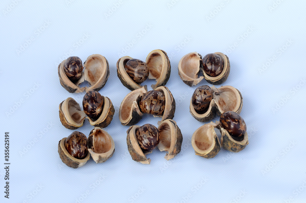 Rubber seed isolated on white background
Rubber seed isolated on white background