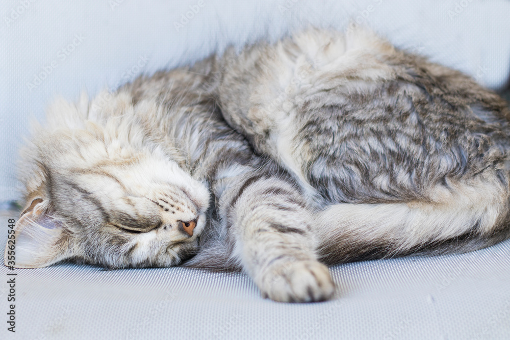 Siberian breed of cat relaxes in a garden. Hypoallergenic domestic animal of livestock with long hair lying on a chair, silver color Siberian breed of cat relaxes in a garden. Hypoallergenic domestic animal of livestock with long hair lying on a chair, silver color