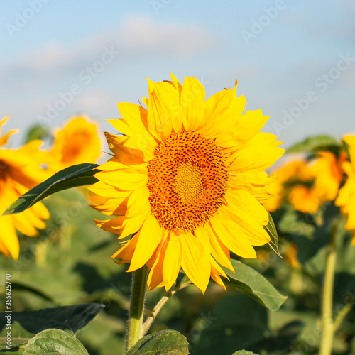 Obraz na płótnie sunflower in the field