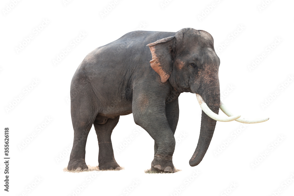 Obraz premium thai elephant in action show