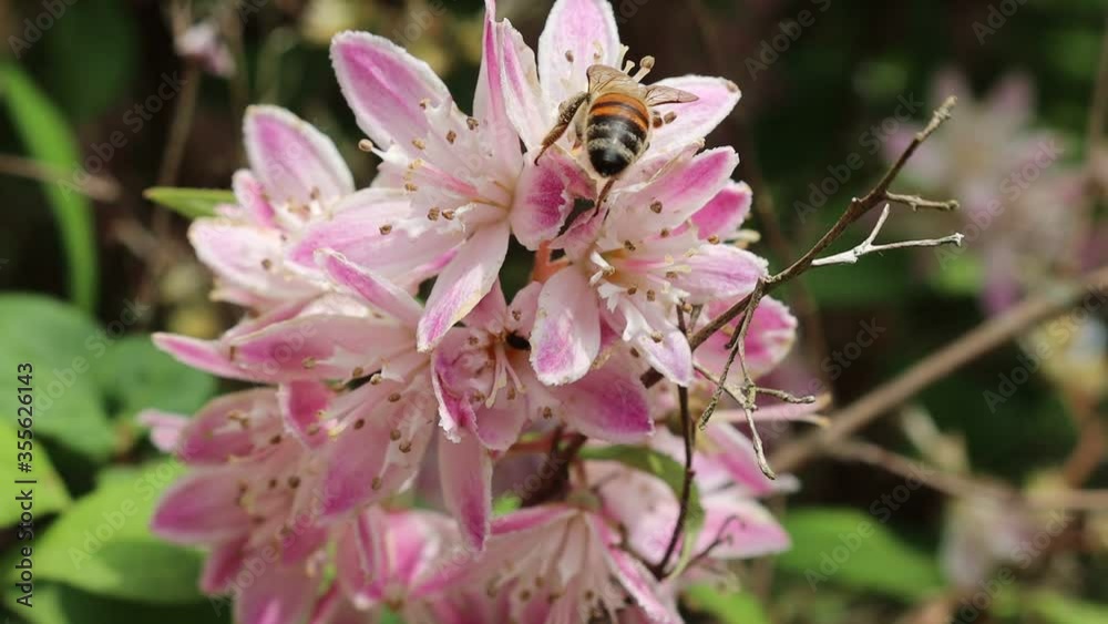 Honey bee collecting pollen on a Deutzia Tourbillon Rouge pink flower on springtime Honey bee collecting pollen on a Deutzia Tourbillon Rouge pink flower on springtime