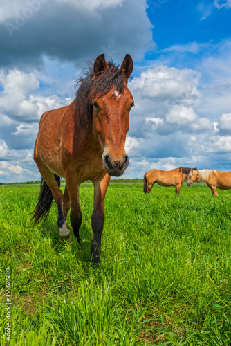 A horse grazes on the field. Photographed against the sky and clouds.