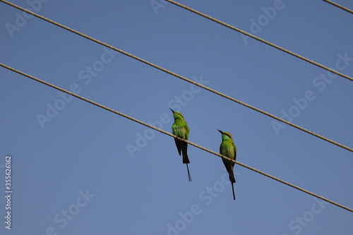 two birds image, bee-eater