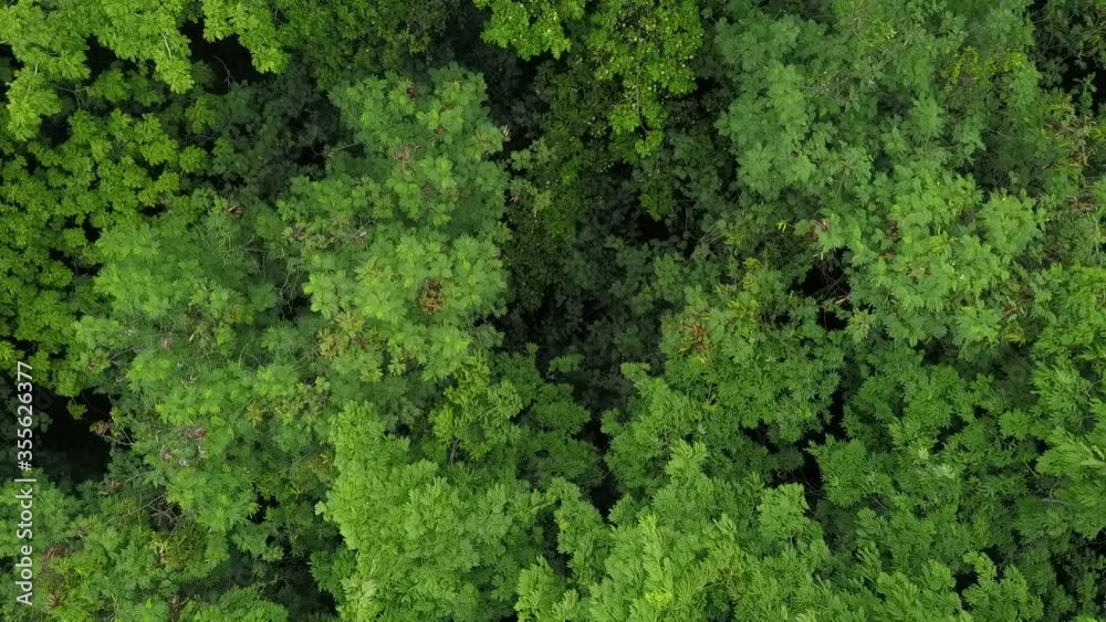 Aerial view of lush green tropical forest from canopy level Aerial view of lush green tropical forest from canopy level