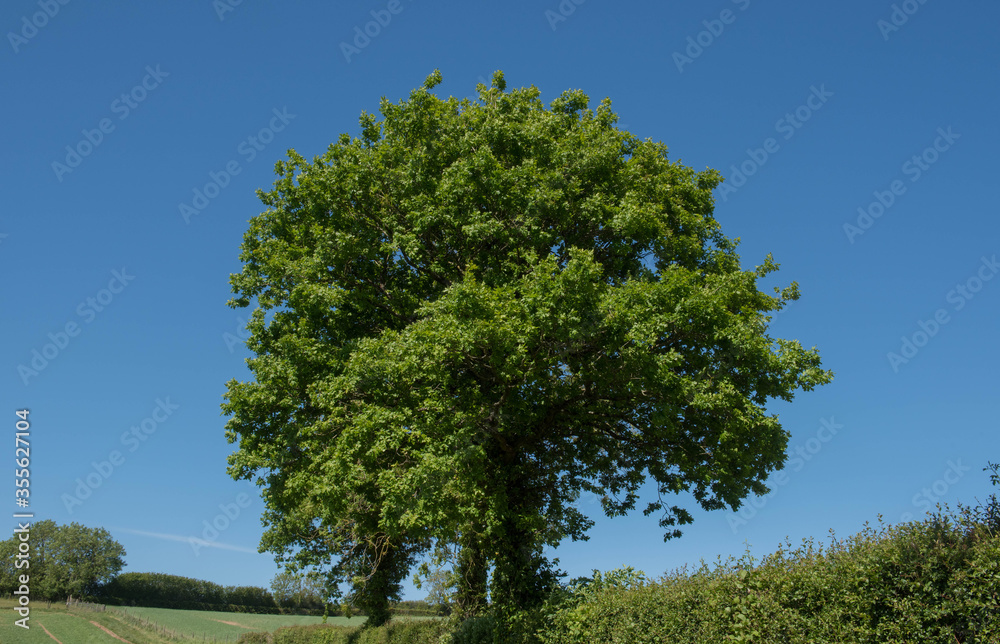Spring Foliage of a Common English Oak Tree (Quercus robur) Growing in a Hedgerow on the Edge of a Field in Rural Devon Countryside, England, UK Spring Foliage of a Common English Oak Tree (Quercus robur) Growing in a Hedgerow on the Edge of a Field in Rural Devon Countryside, England, UK