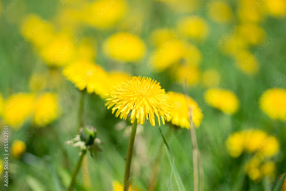 Single yellow dandelion flower bloom in the green field at spring. Yellow dandelion background Single yellow dandelion flower bloom in the green field at spring. Yellow dandelion background