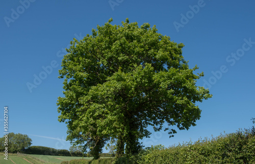 Spring Foliage of a Common English Oak Tree (Quercus robur) Growing in a Hedgerow on the Edge of a Field in Rural Devon Countryside, England, UK