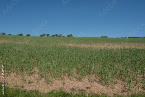 Crop of Young Spring Wheat Growing in a Field on a Farm with a Bright Blue Sky Background in the Rural Devon Countryside  England  UK