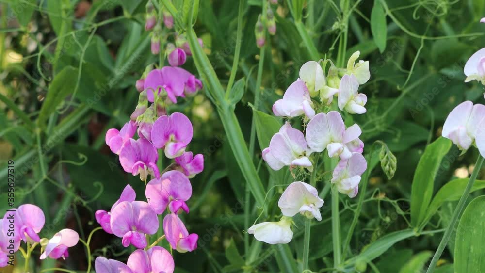 Pink and white Sweet pea flowers in the garden. Lathyrus odoratus on springtime