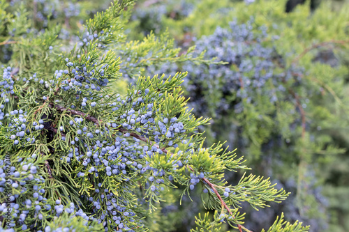 Cuadro en lienzo Branch of Chinese juniper is strewn with blue cones, obelisk, close-up